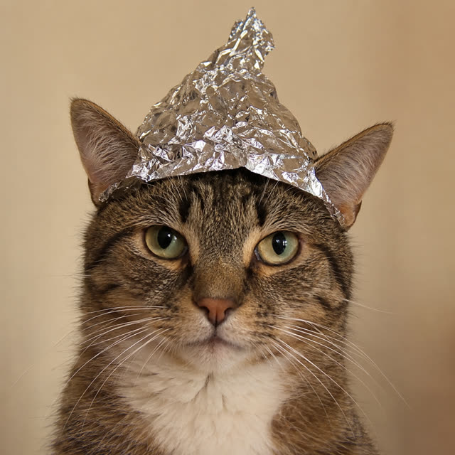 A tabby cat in a crumpled tinfoil hat, staring straight at you.